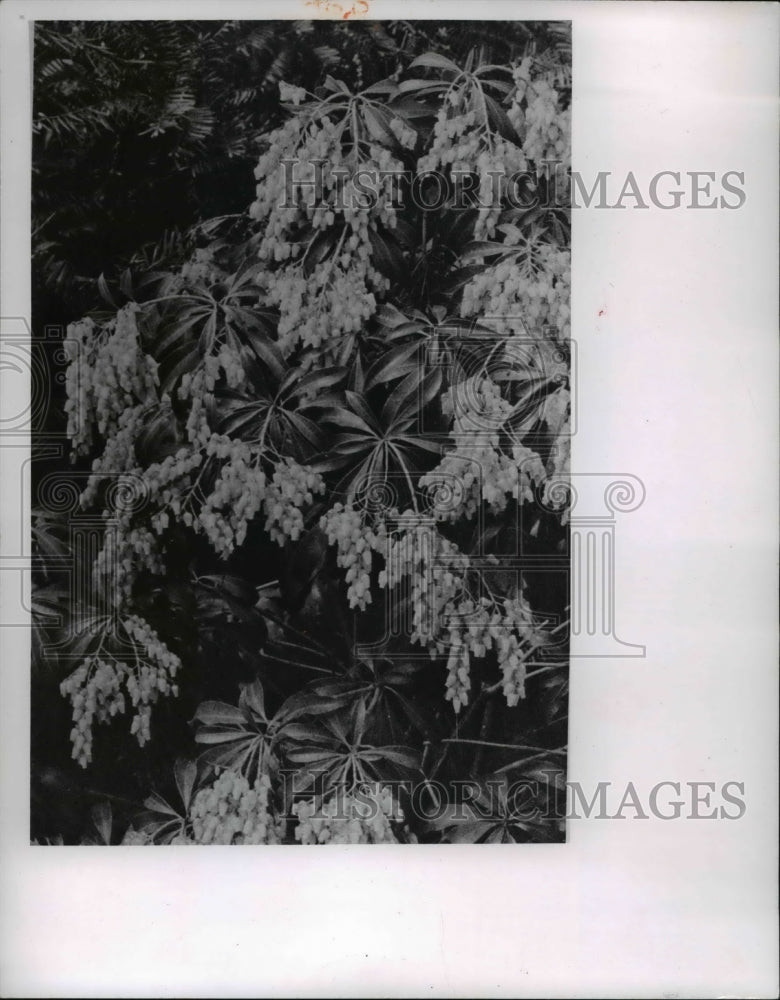 1964 Press Photo Harvest Plants, Pieres Japonica - Historic Images