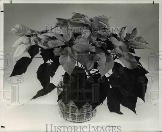 1982 Press Photo The poinsettia - Historic Images