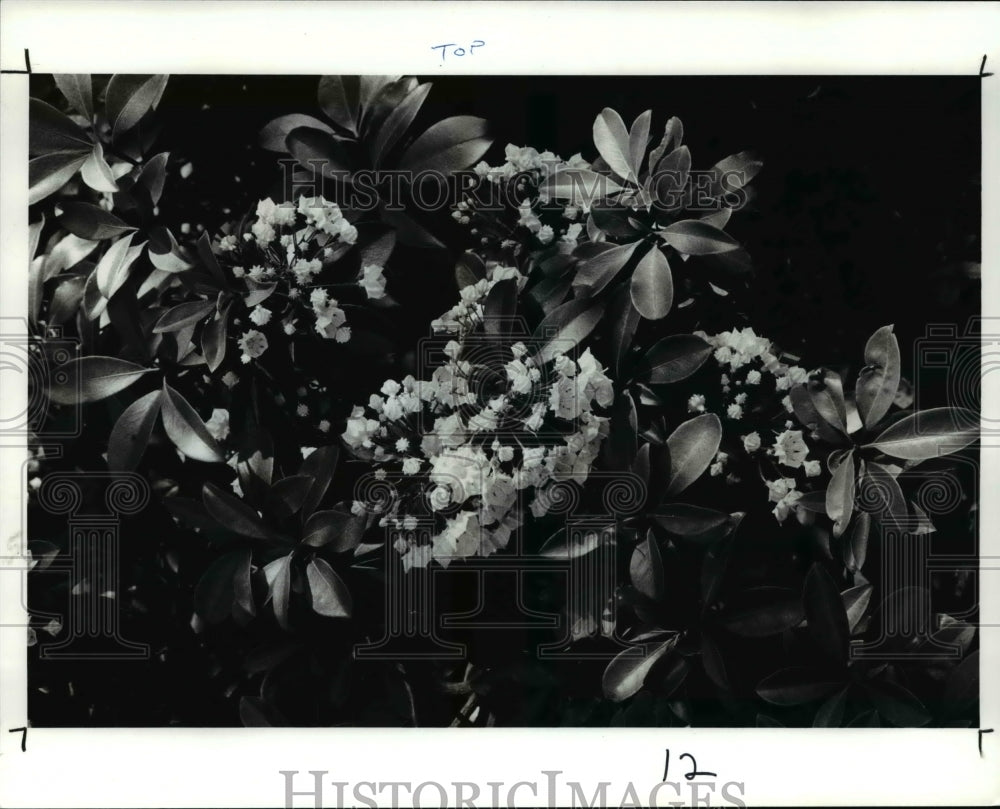 1988 Press Photo The kalmia latifolia or the mountain laurel-Historic Images
