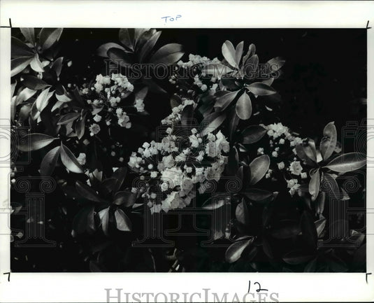1988 Press Photo The kalmia latifolia or the mountain laurel-Historic Images