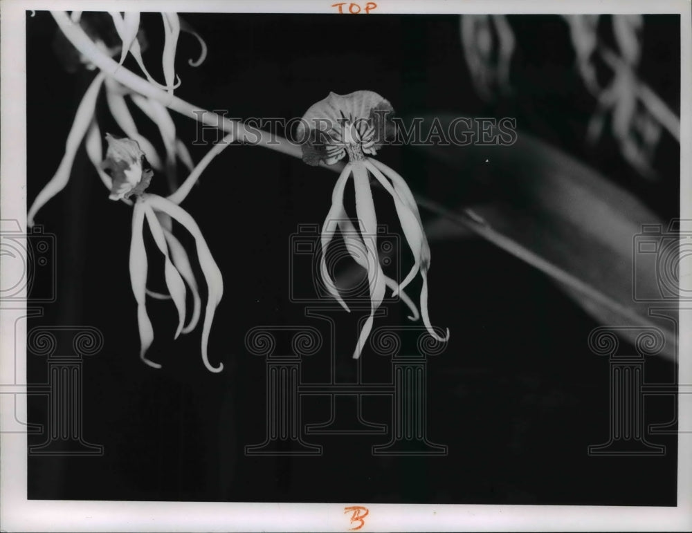 1964 Press Photo Flowers - Historic Images