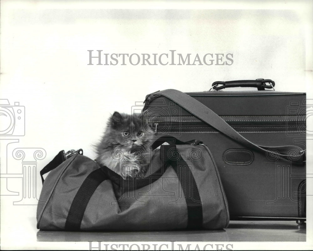 1982 Press Photo The cat in the luggage - cva65430 - Historic Images
