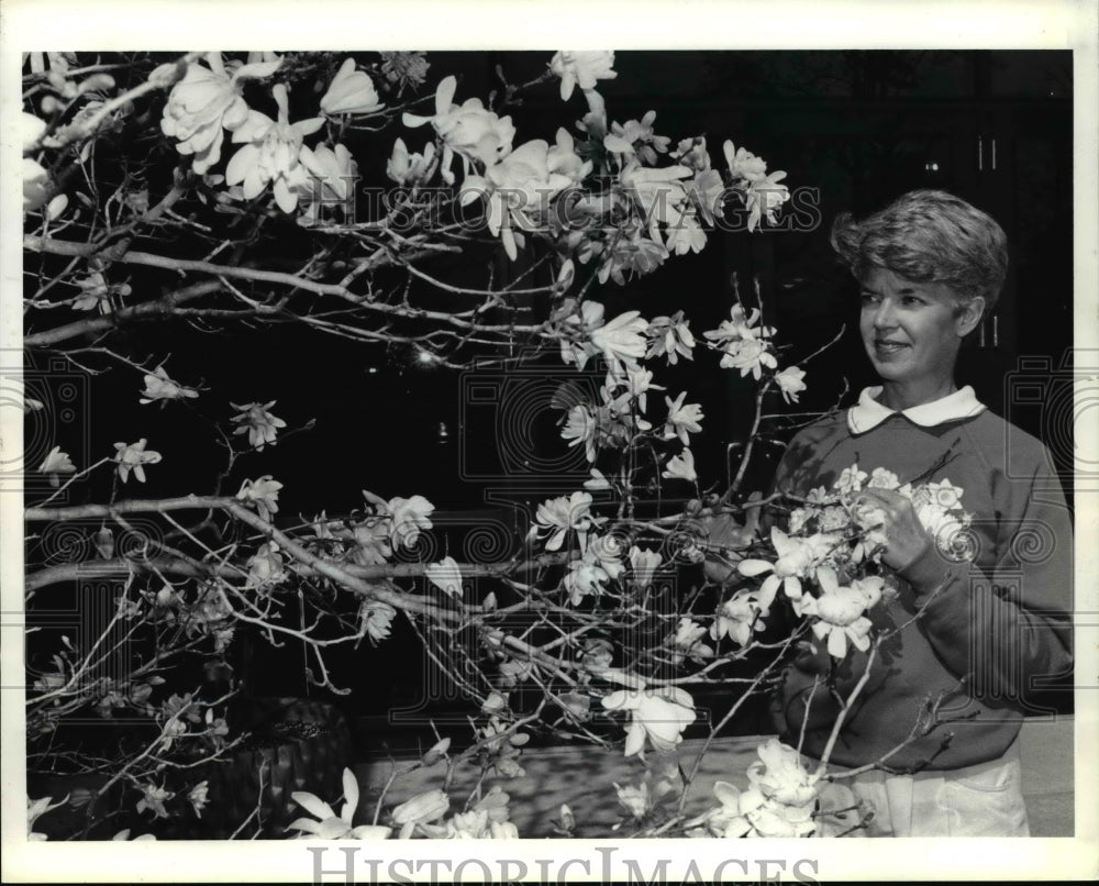 1991, Vicki Petrine and the star magnolia tree at Holden Arboretum - Historic Images