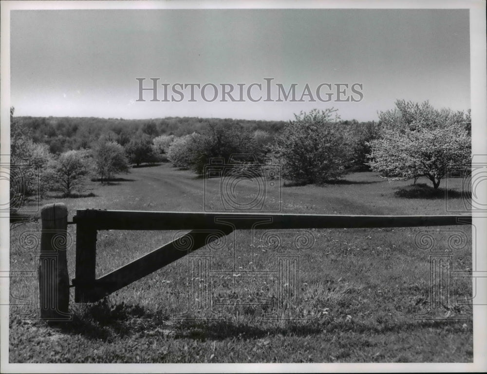 1961, Holden Arboretum - cva65464 - Historic Images