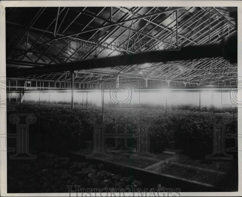 1970 Press Photo Schneider Greenhouse in Strongsville - cva65743 - Historic Images