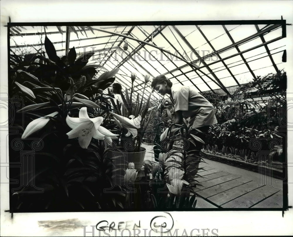 1988 Press Photo Rochelle Stephens setting up at Rockefeller Park Greenhouse - Historic Images