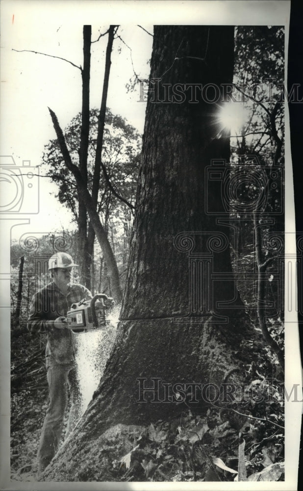 1980 Press Photo Ed Faris fells a tree in Zaleski State Forest - cva65964 - Historic Images