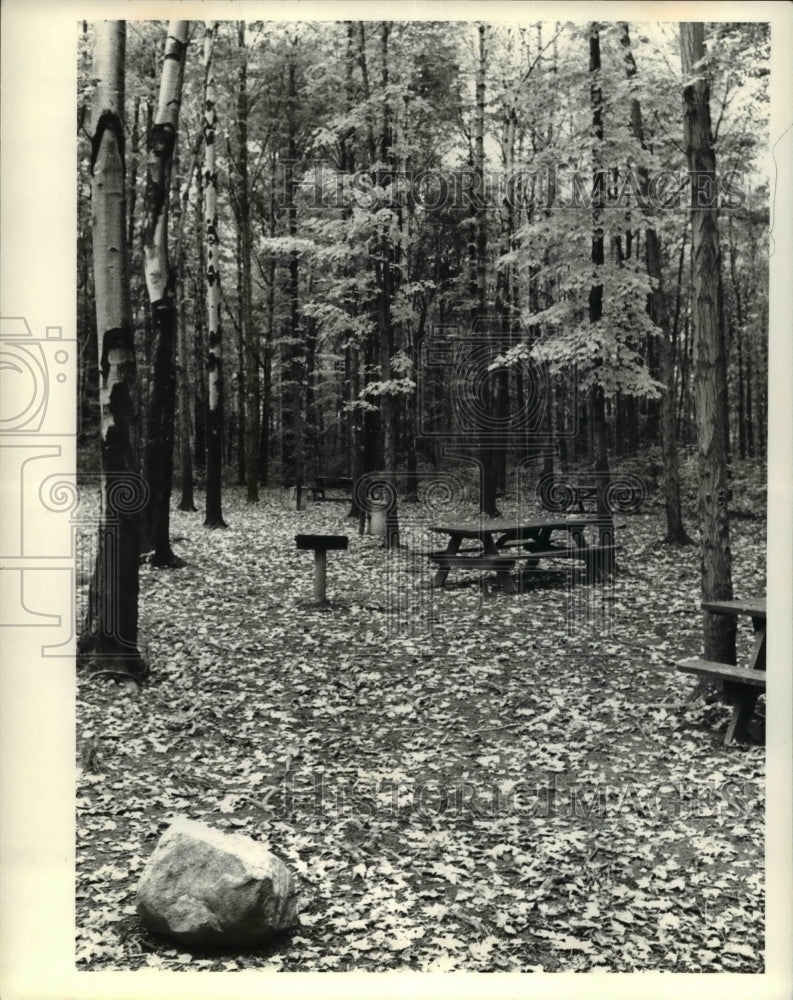 1980 Press Photo The Chapin Arboretum during fall season - cva66176 - Historic Images