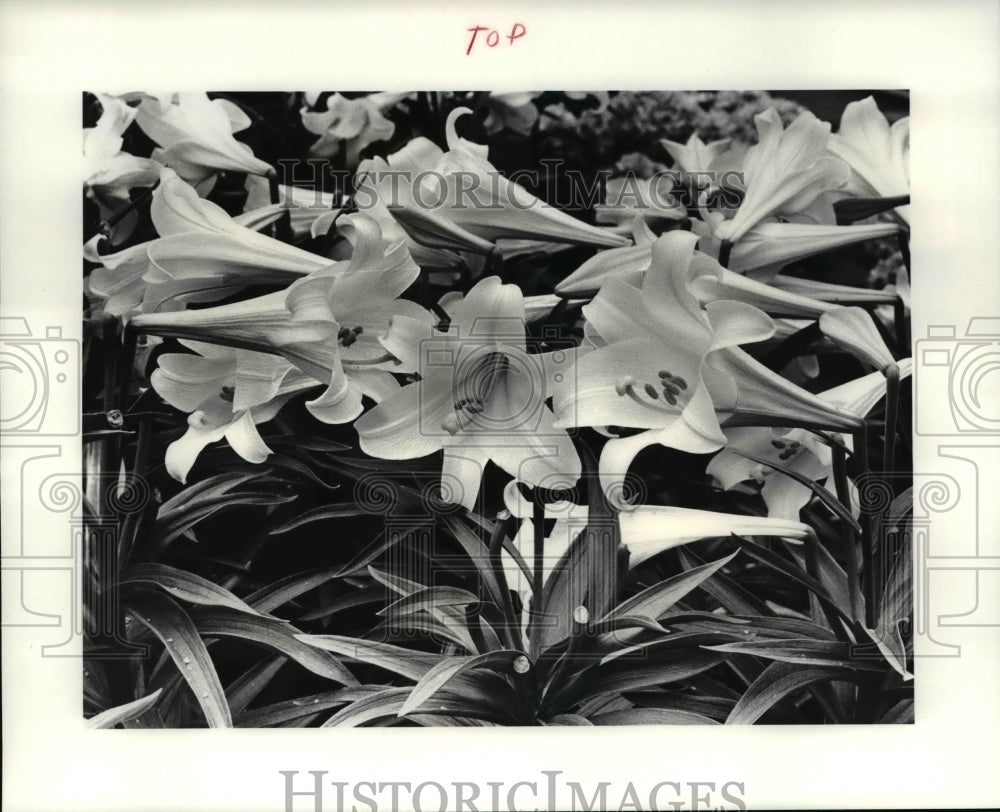 1985 Press Photo Flowers, Plants and Lilies - cva66255 - Historic Images