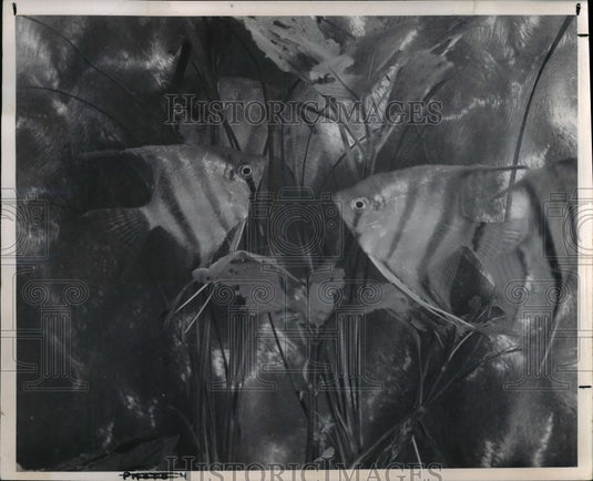 1969 The Altum angels in Argentina - Historic Images