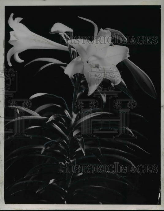 1961, Easter Lily - Historic Images