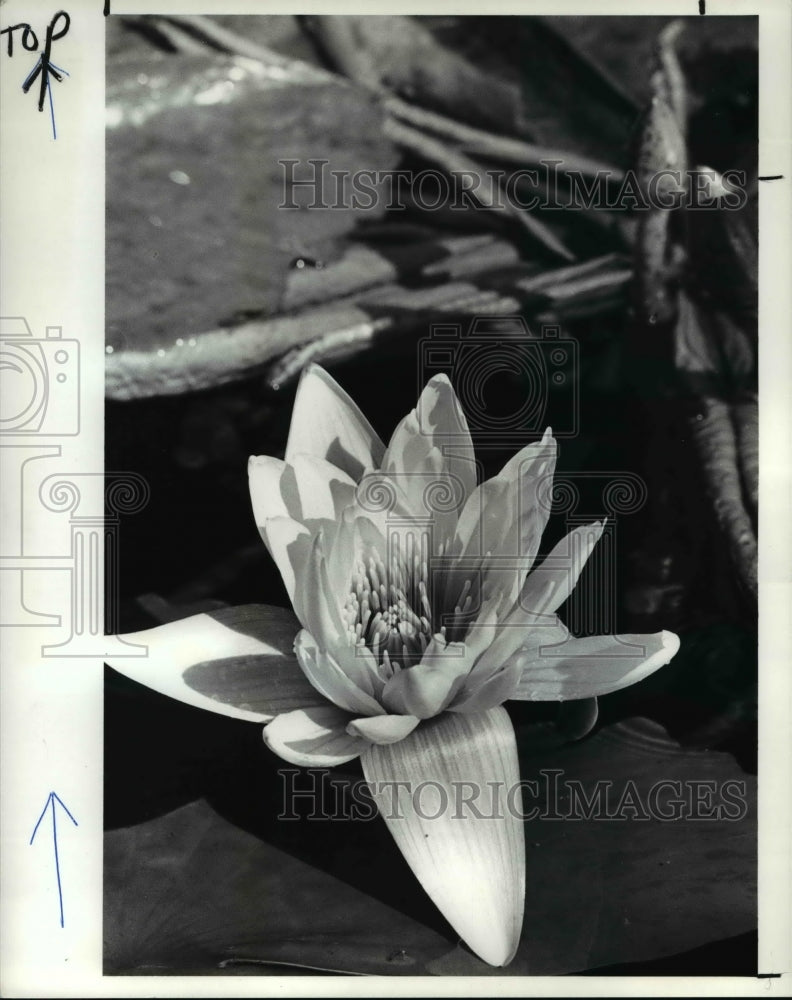 1988 Press Photo Water Lilies-Historic Images