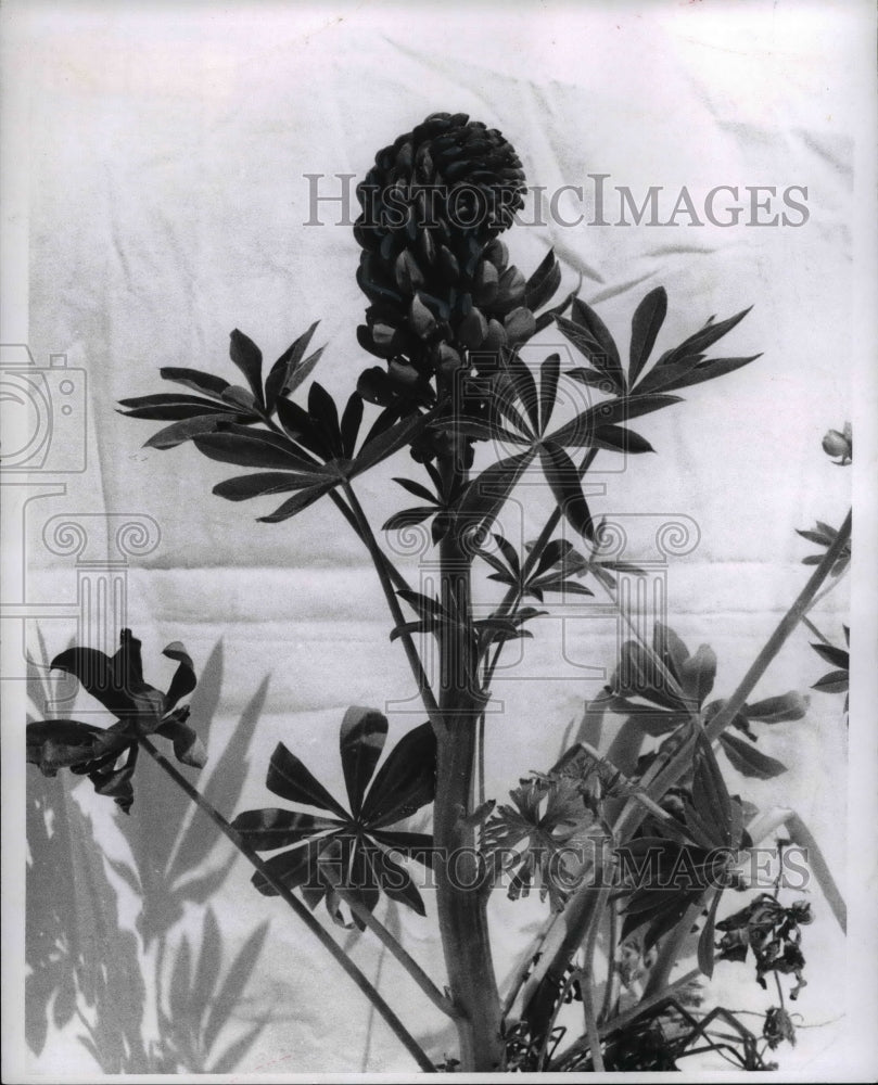 1969 Press Photo Lupenes - Historic Images