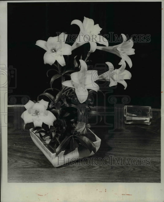 1966 Press Photo Lilium Longiflorum blossoms brightly in a US home - Historic Images