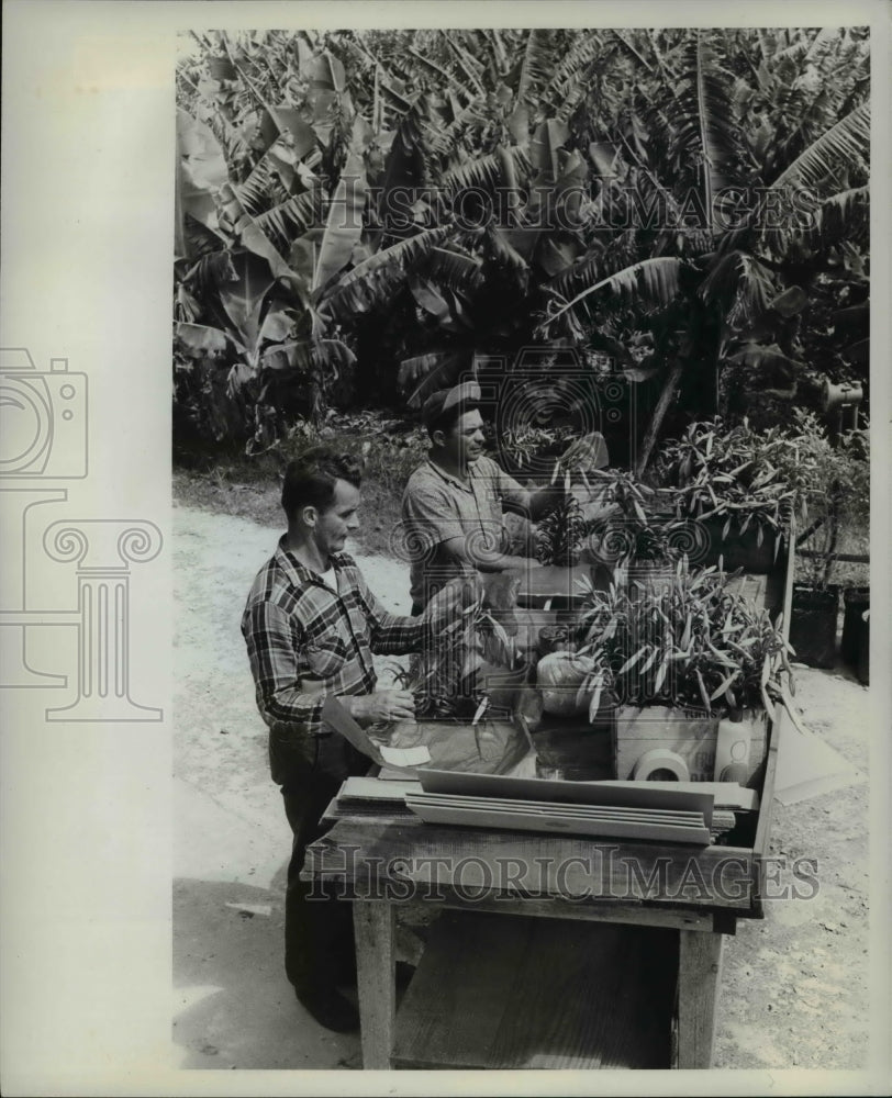 1966, Edmon Vieira &amp; Denis Perrier on Benevides farm harvest Lilies - Historic Images