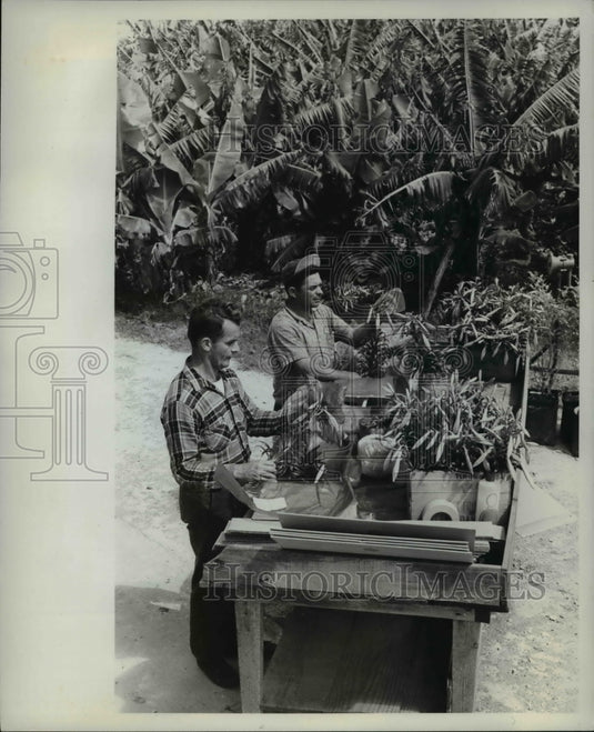 1966, Edmon Vieira & Denis Perrier on Benevides farm harvest Lilies - Historic Images