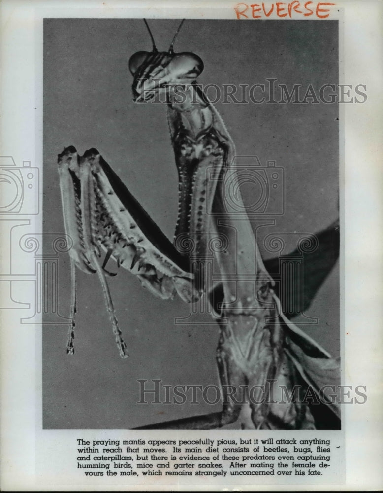 1965 Press Photo Praying Mantis attack anything within reach that moves. - Historic Images