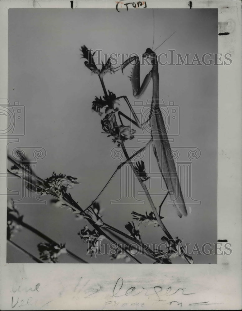 1960 Praying Mantis was surprised out on a limb by M.R. McLaughlin - Historic Images