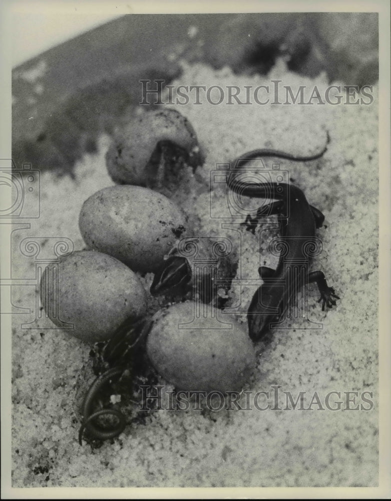 Press Photo Baby Lizards - cva68895-Historic Images