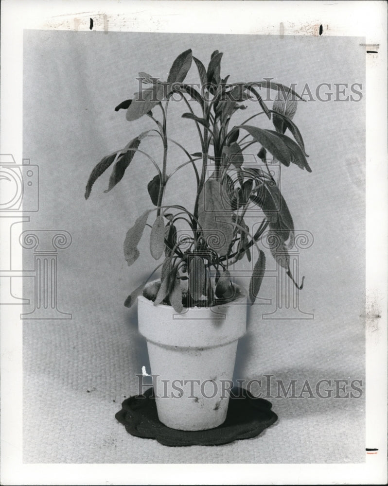 1975 Press Photo Herbs, sage - Historic Images