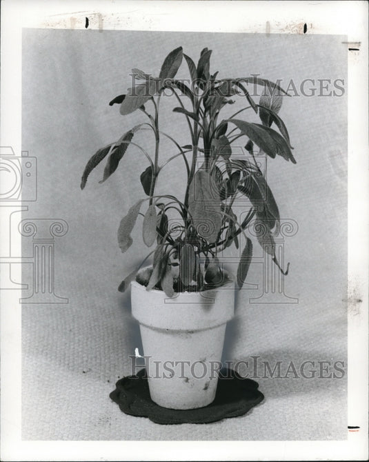 1975 Press Photo Herbs, sage - Historic Images