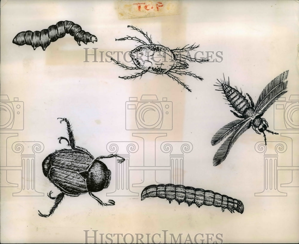 1961, Cabbage looper, spider mite, thrip, Japanese beatle &amp; army worm - Historic Images