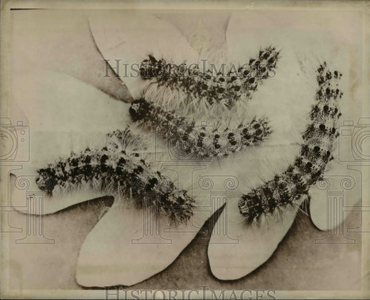 1972, Gypsy Moth - Historic Images