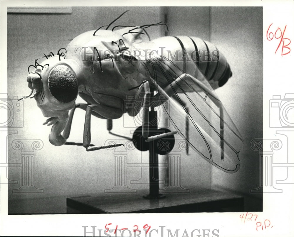 1980 Press Photo Insects Fruit Fly Drosophilia Melanogaster - Historic Images