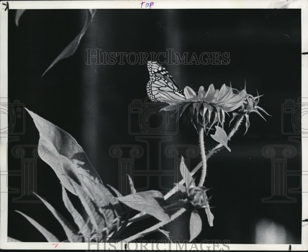 1981 Press Photo The butterfly on a sunflower along the Cuyahoga flats - Historic Images