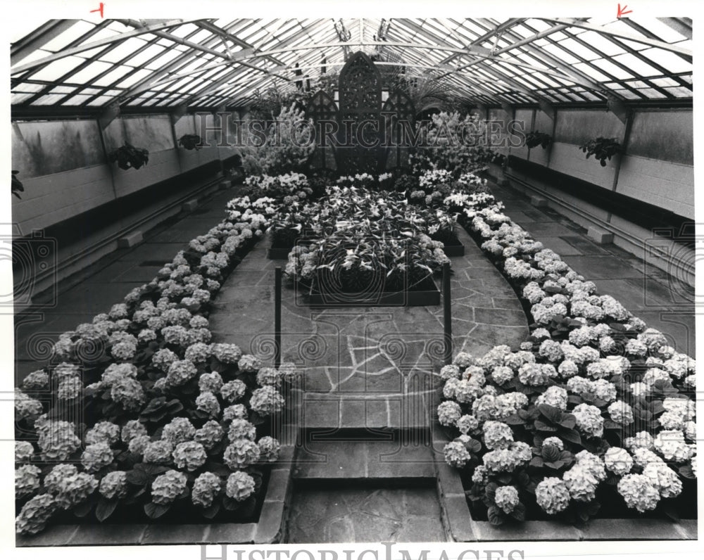 1981 Press Photo Cleveland Green house easter Display - Historic Images