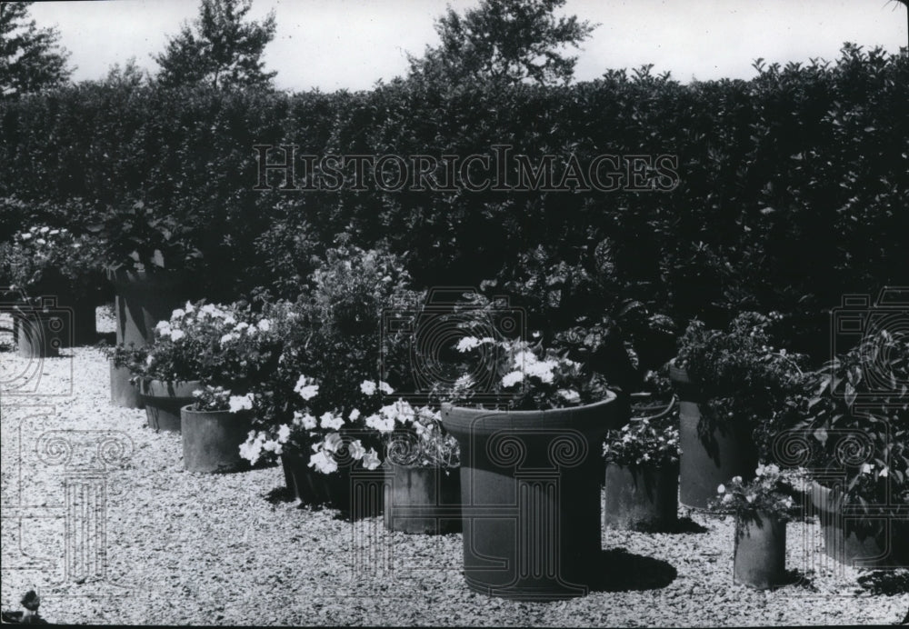 1980 Press Photo The flower pots in a garden - cva72671 - Historic Images