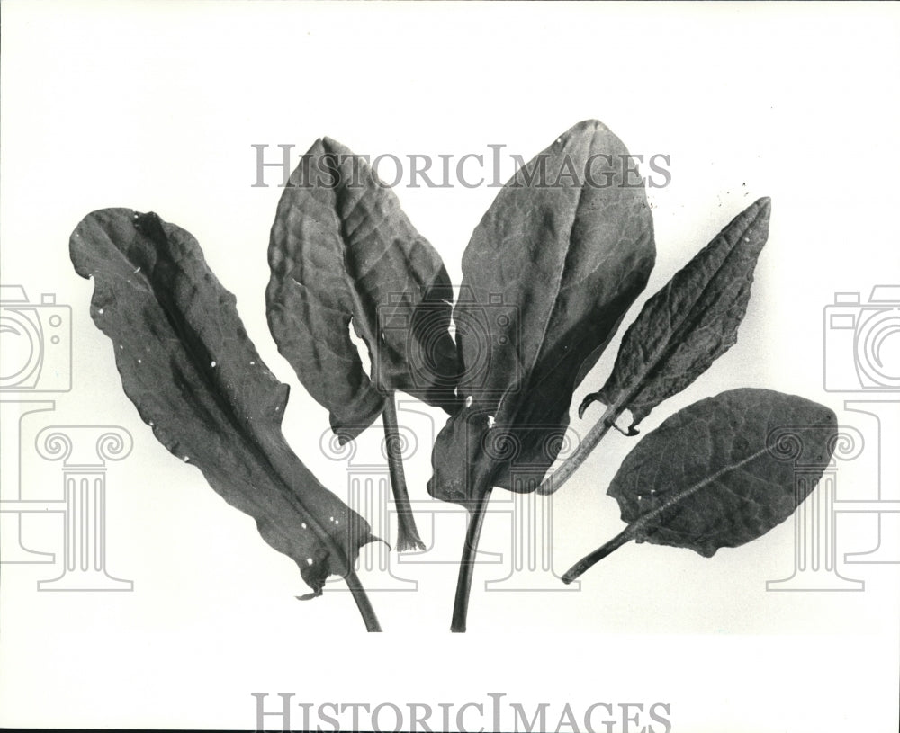 1984 Press Photo The Sorrel herb leaves - Historic Images