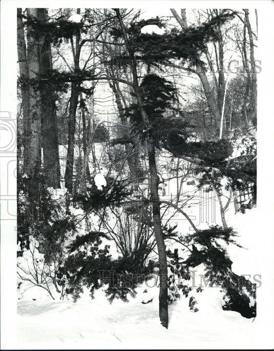 1988 Press Photo Tree at Garden Center of Greater Cleveland - Historic Images