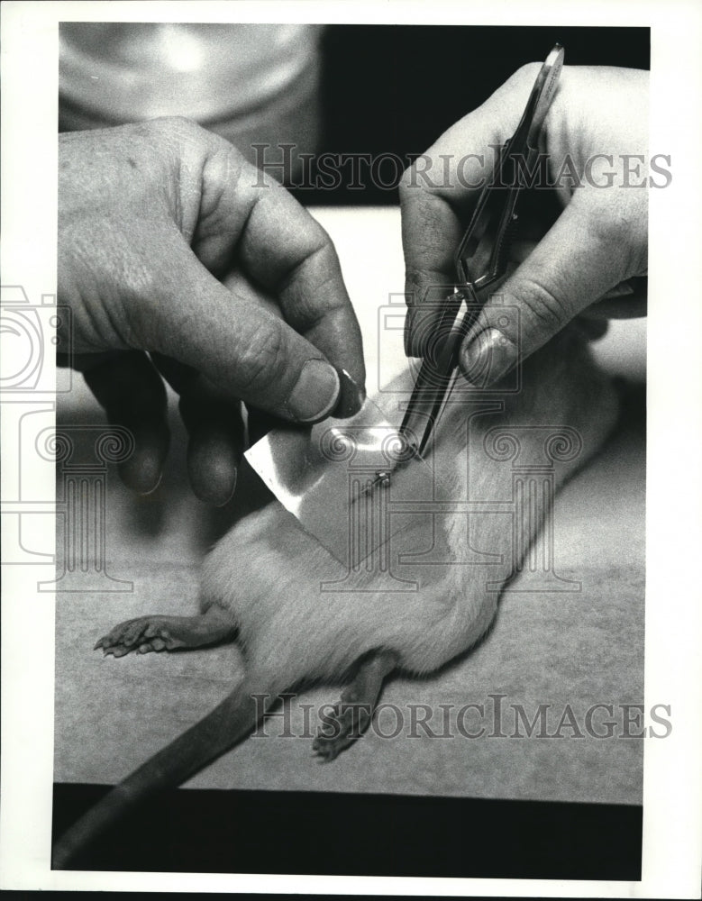 1988 Press Photo Dr. Daniel Smith at Akron Univ. experimenting ona white rat. - Historic Images