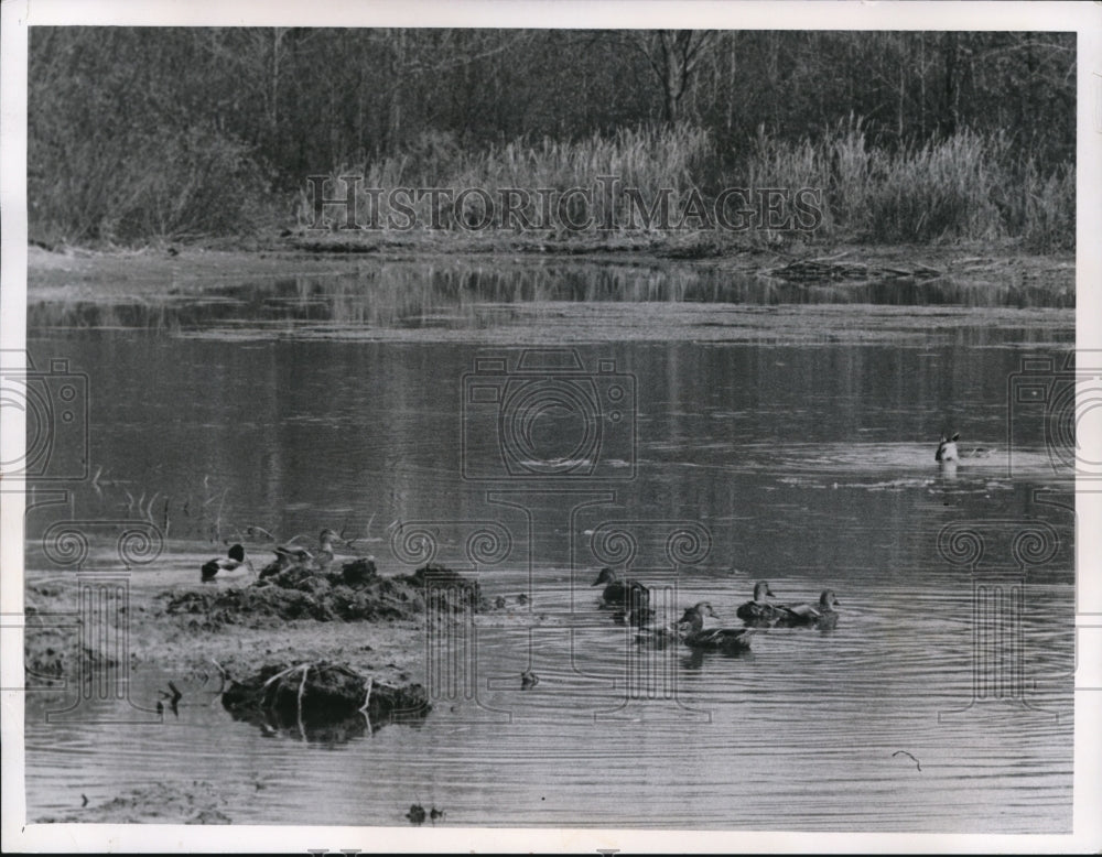 1963 Mallard Ducks on pond of Metropolitan Park N Chagrin - Historic Images