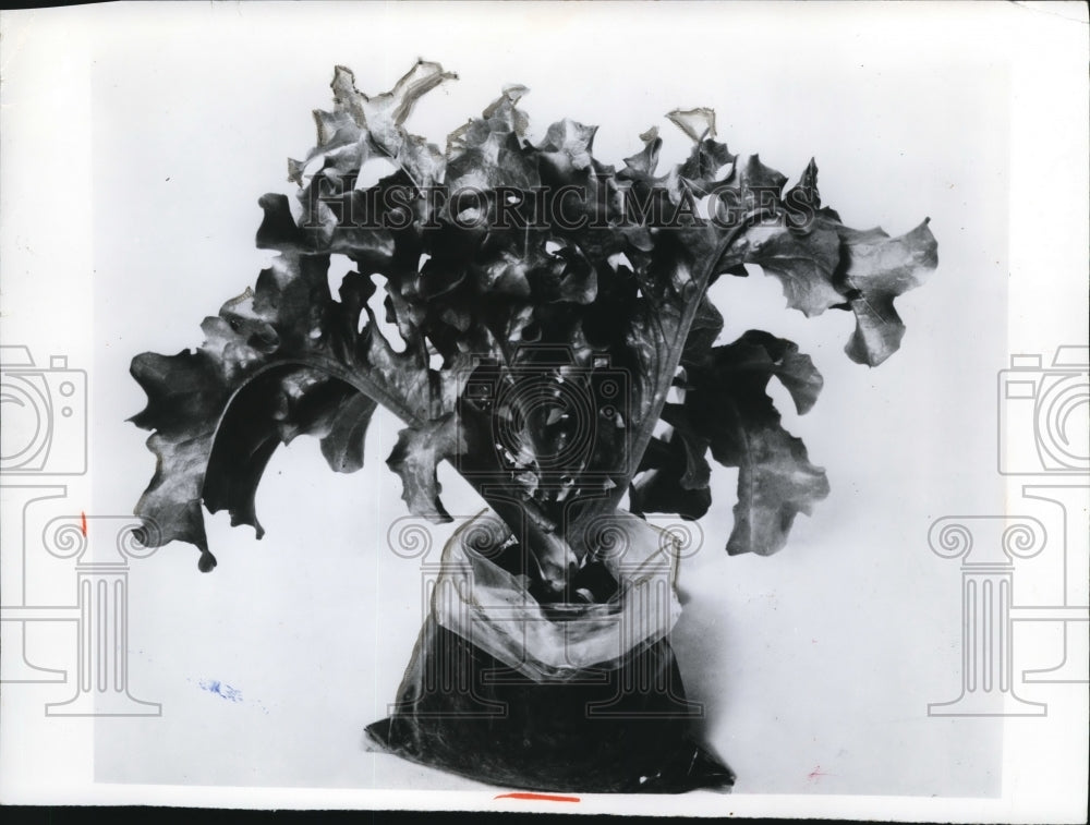 1971 Press Photo Gardening - Lettuce in plastic bag - cva74134 - Historic Images