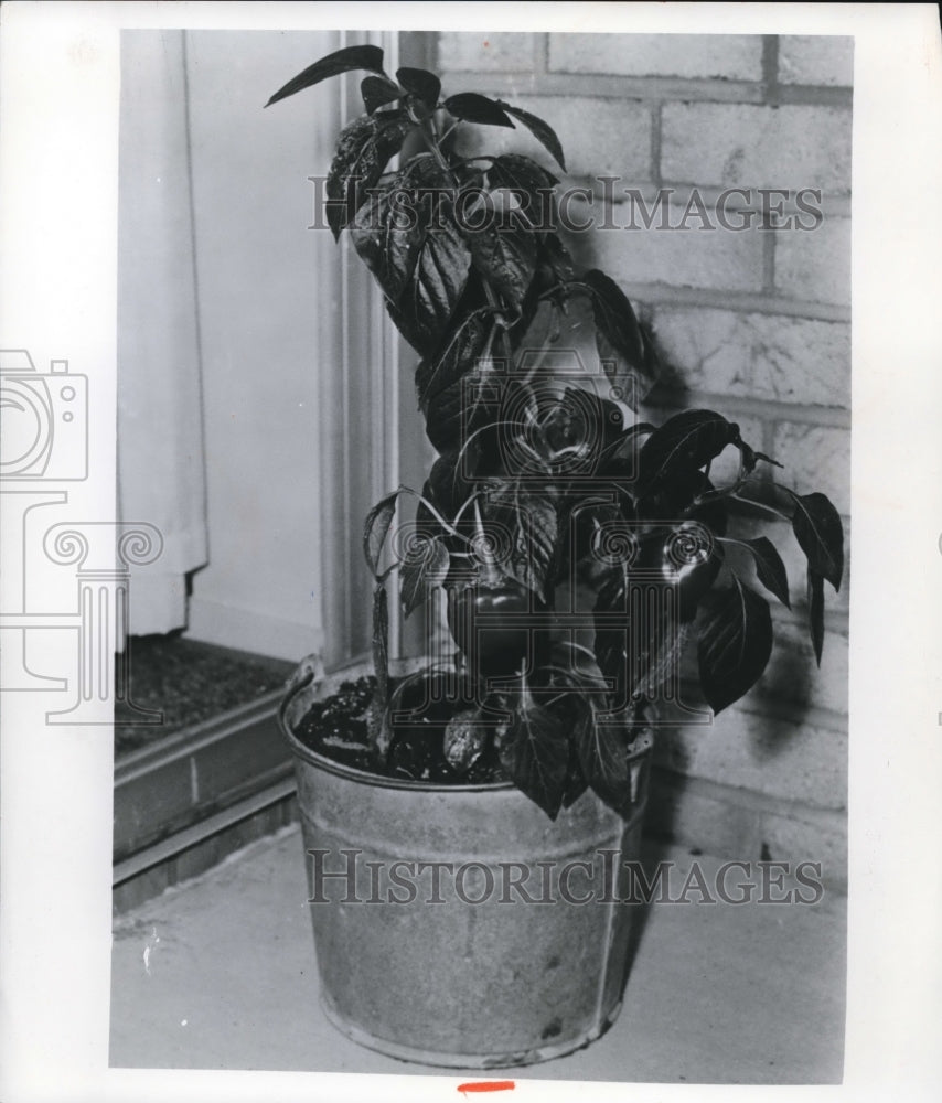 1971 Press Photo Pepper plant in galvanized pail - cva74711-Historic Images