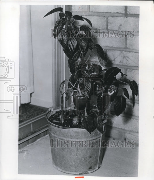 1971 Press Photo Pepper plant in galvanized pail - cva74711-Historic Images
