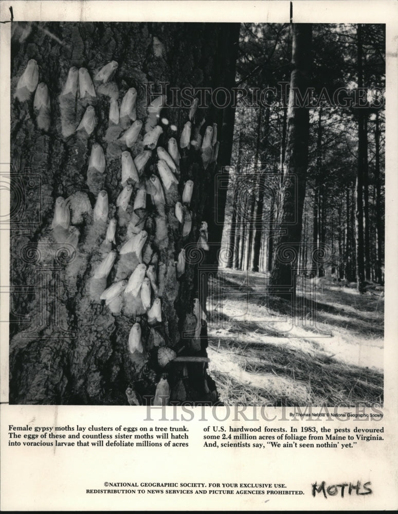 1984 Press Photo The female Gypsy moths lay cluster eggs on a tree trunk - Historic Images