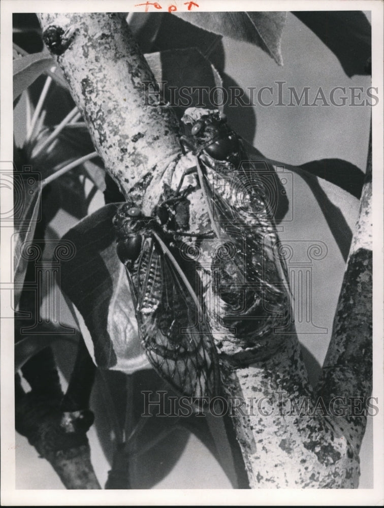 1965 Two mature locusts about to mate.  - Historic Images