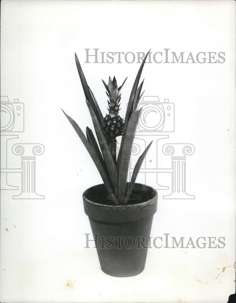 1963 The pineapple plant in a pot  - Historic Images