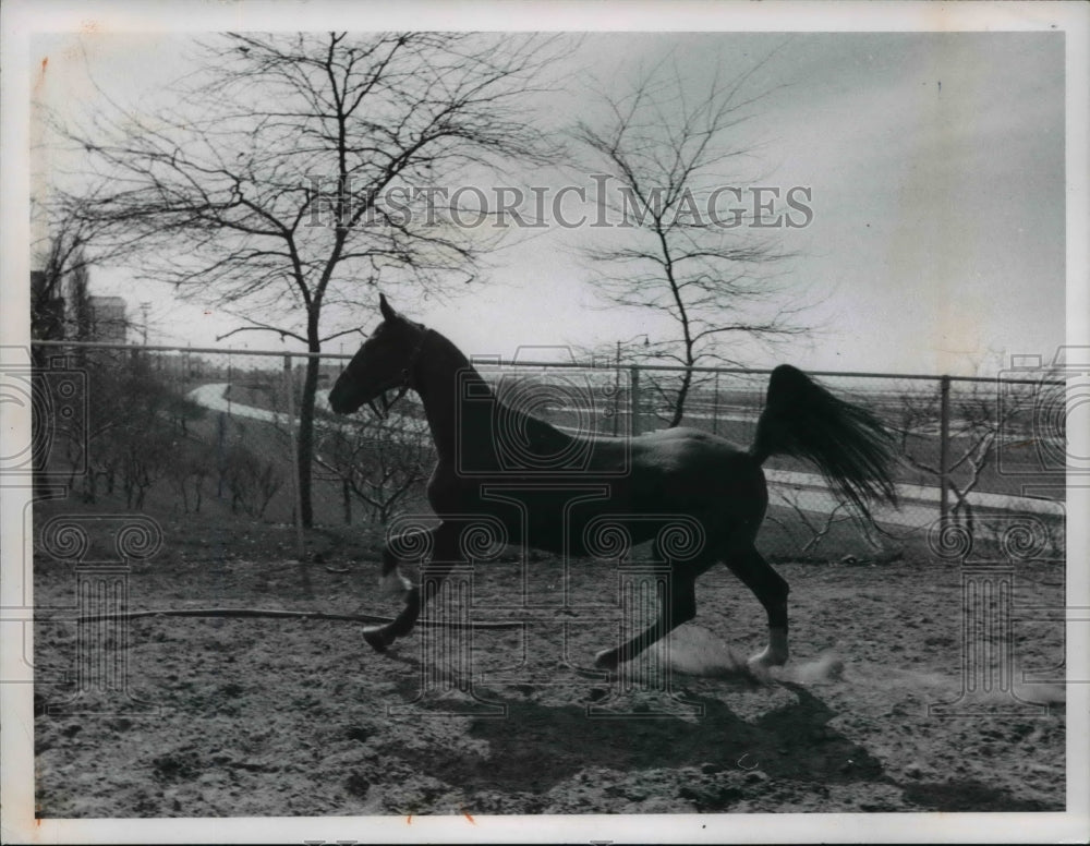 1968 Press Photo Bingo Horse of Cleveland Mounted Police. - cva75672 - Historic Images