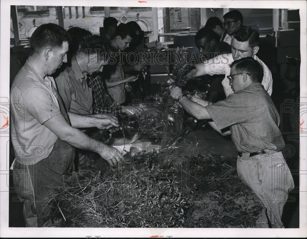 1964 Press Photo Taxus Plant at vacational And Rehabilitation Center. - Historic Images