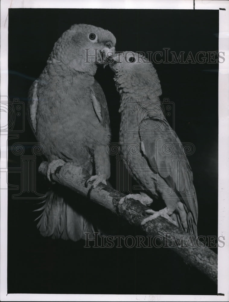 1961 Amazon parrots use St. Valentine&#39;s Day to choose mates. - Historic Images