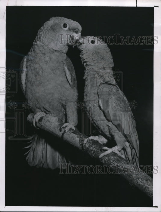 1961 Amazon parrots use St. Valentine's Day to choose mates. - Historic Images