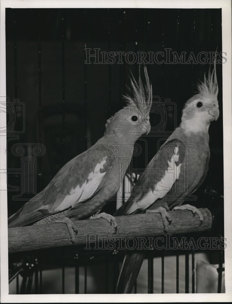 1939 Two parakeets at the Cleveland Canary Breeders Show  - Historic Images