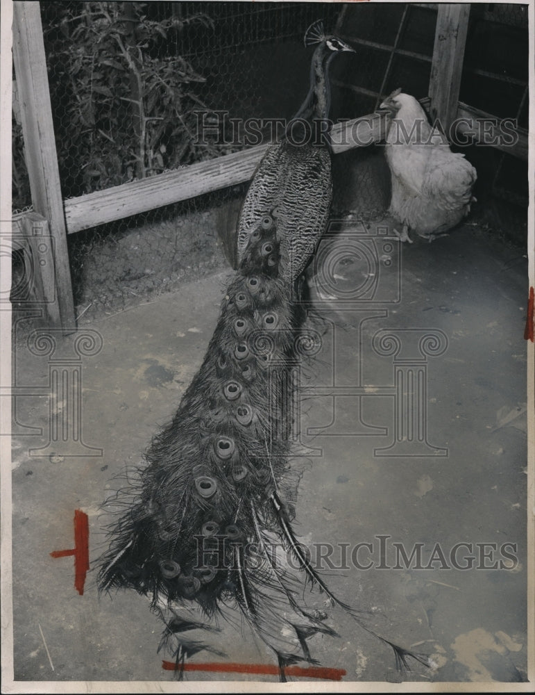 1951 Press Photo Jimmy, peacock pet of Mr. and Mrs. Louis Danko, of Continental - Historic Images