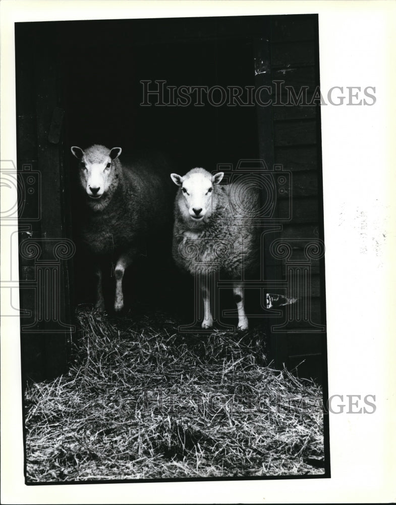 1985 Press Photo One of the sights anyriders catch at Siederz&#39;s fun farm - Historic Images