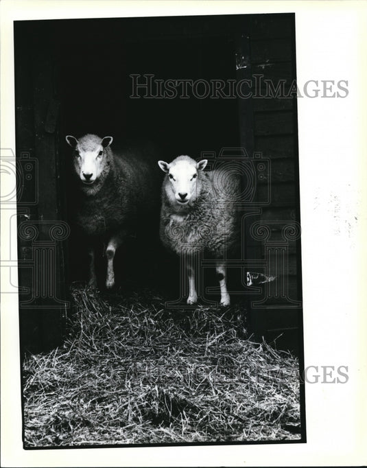 1985 Press Photo One of the sights anyriders catch at Siederz's fun farm - Historic Images