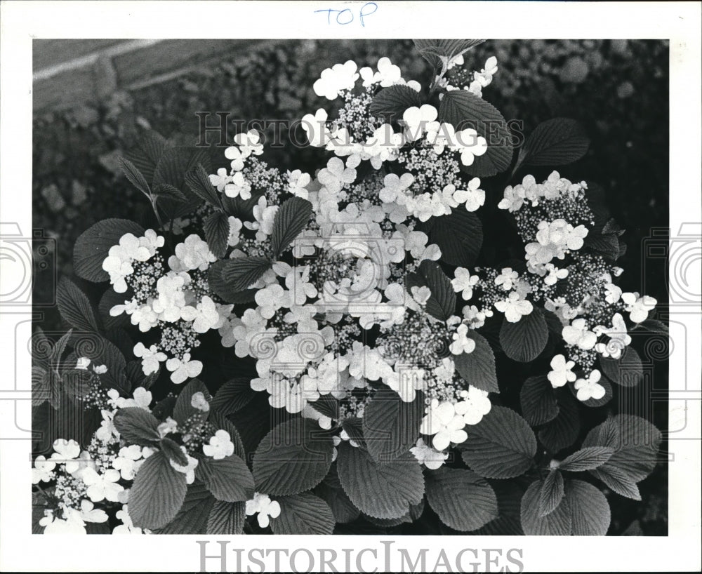 1985 Press Photo The Plants of Mr. &amp; Mrs. Bill Klein - Historic Images